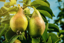 Navigator Pear