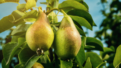 Navigator Pear