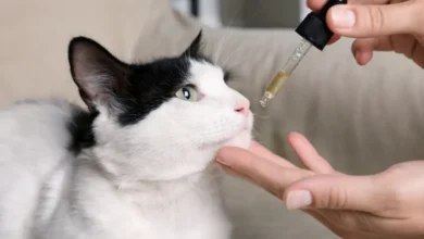Important Ingredients to Look for in Quality CBD for Cats 2 CBD for Cats